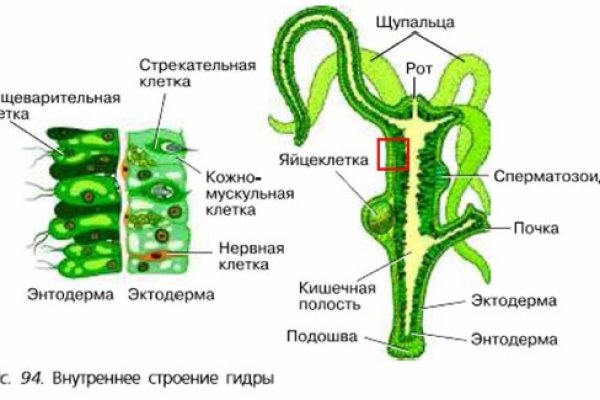 Кракен открылся