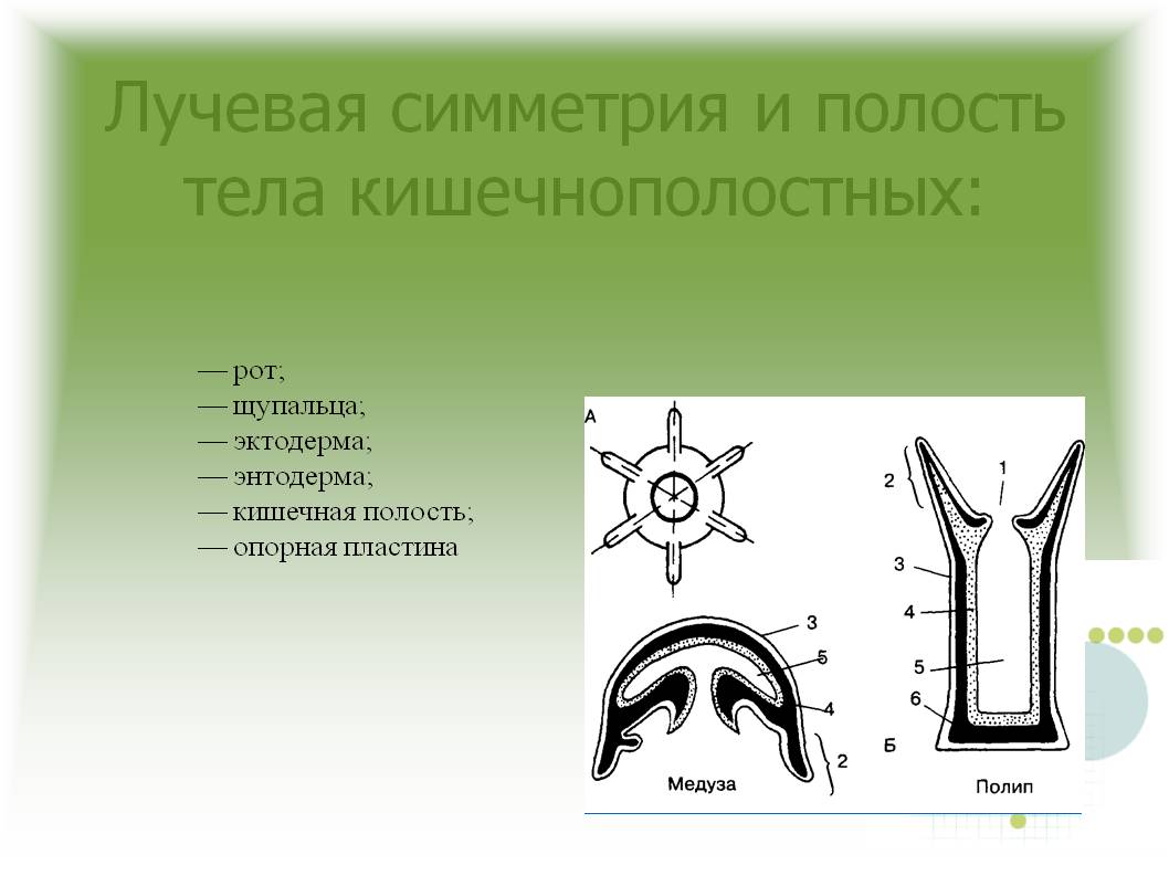 Кракен ссылка онион зеркало